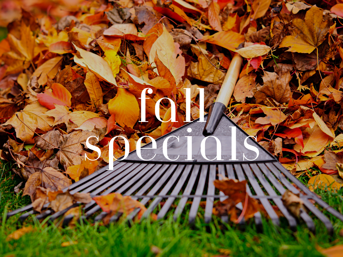 Fall Specials