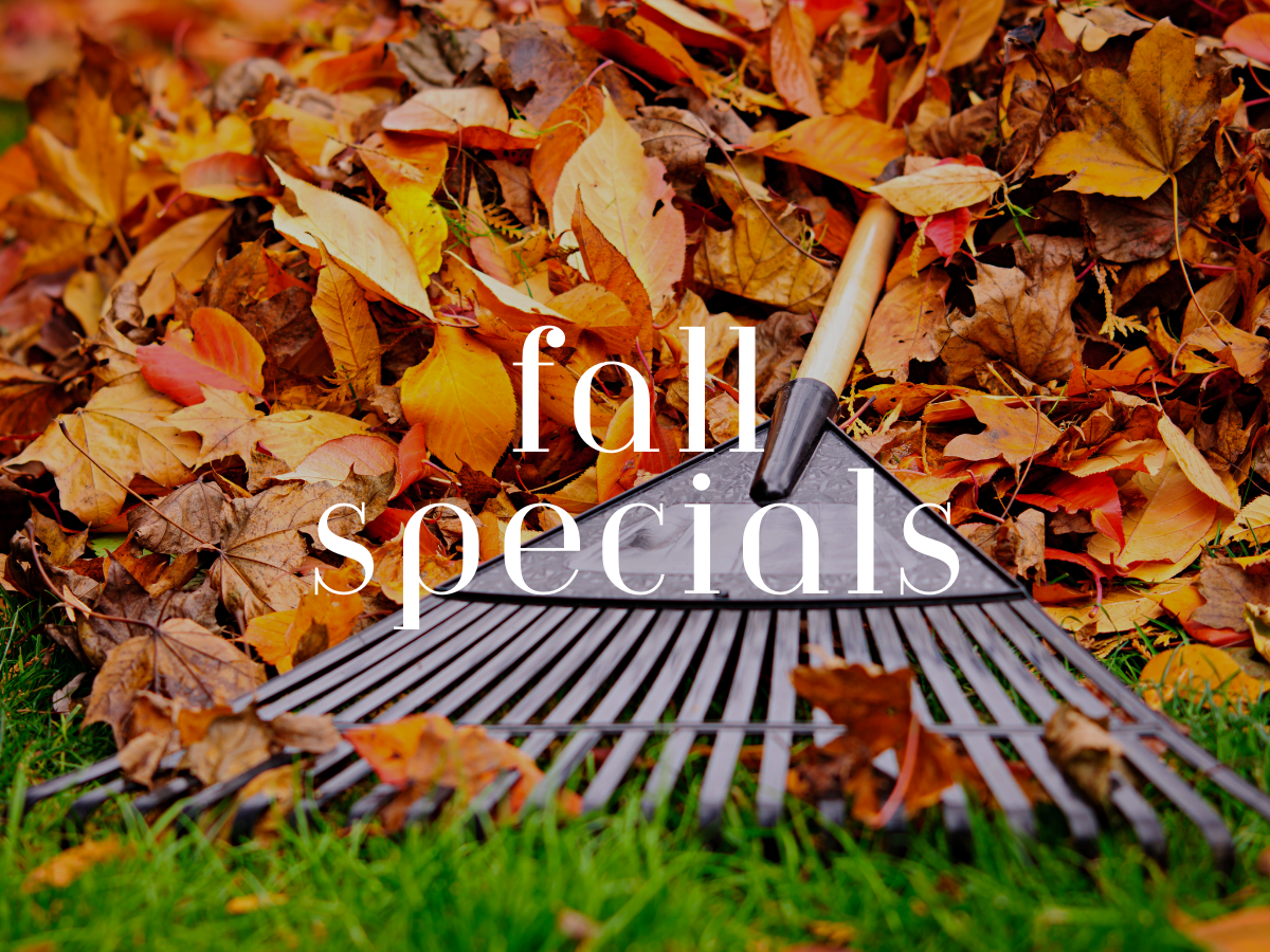 Fall Special Fall Specials β Atlas Preservation